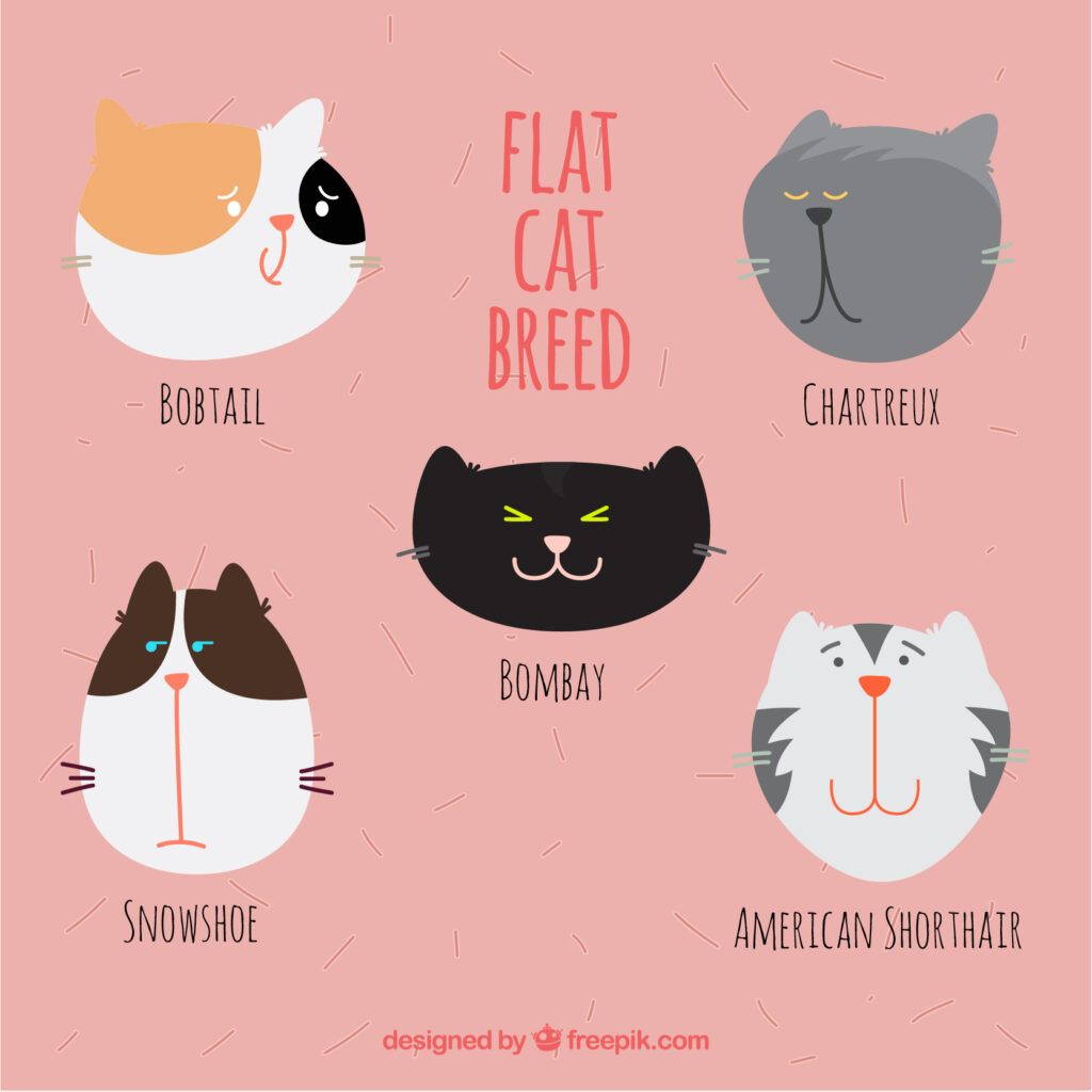  Cat Names That Never Go Out of Style