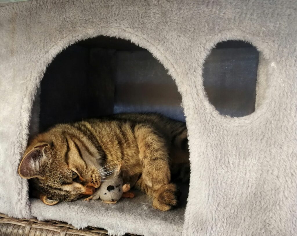 Cat House Hut Shape