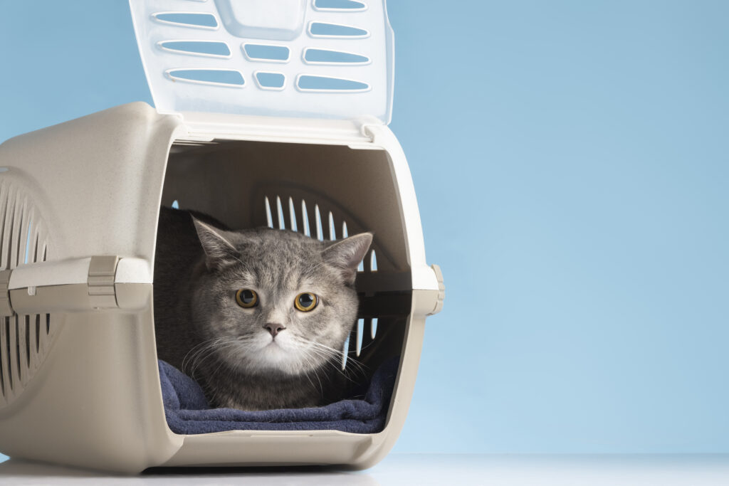 Cat Carriers, Tested by Experts and Approved by Cats