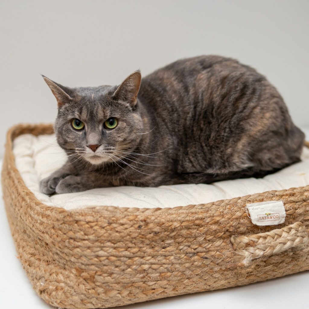  Cat Bed: Ultra Soft Pet  with Cute Print – Round Medium