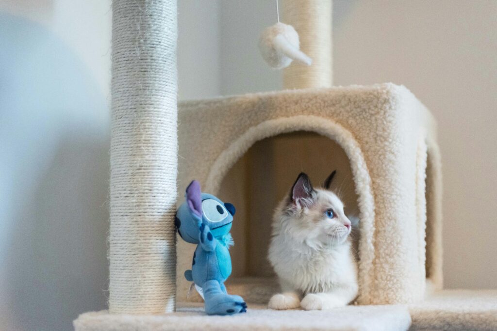 Cat Toys: Exploring Types and Top Companies