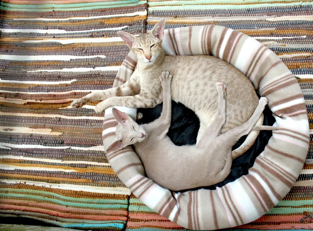 Cat Bed: Ultra Soft Pet with Cute Print – Round Medium
