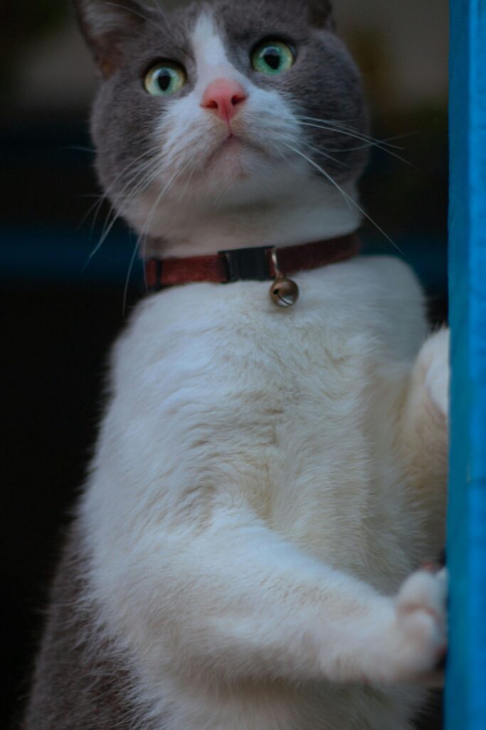 Cat Bow Collar With Bell