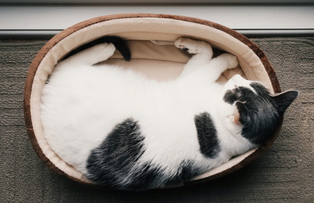  Cat Bed: Ultra Soft Pet  with Cute Print – Round Medium