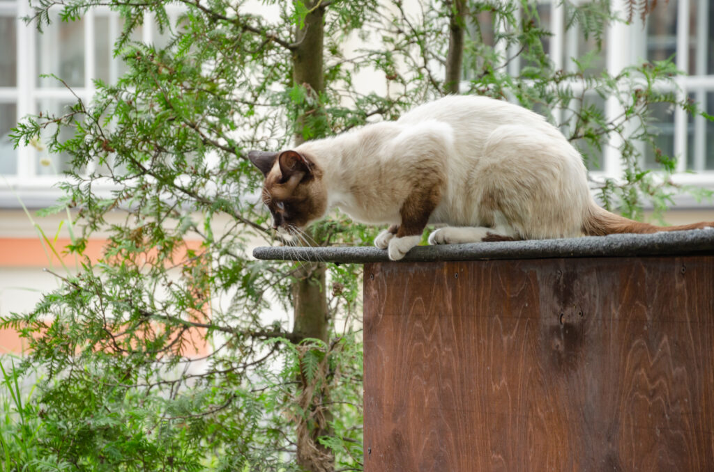 Best Cat Trees: Exploring Different Types and Top Companies