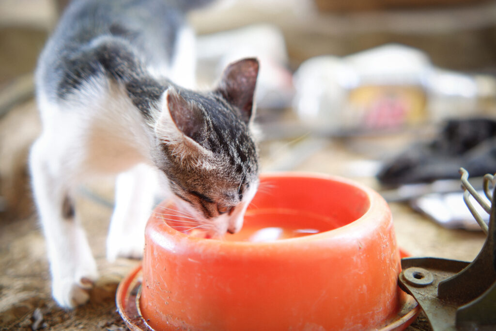 Water Dispenser For Pets